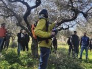 A Corato corsi Base e Avanzato di potatura e gestione dell’Olivo con la tecnica del Vaso Policonico tenuto dalla Scuola Potatura Olivo- Impresa Sociale