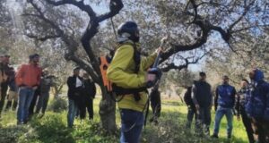 A Corato corsi Base e Avanzato di potatura e gestione dell’Olivo con la tecnica del Vaso Policonico tenuto dalla Scuola Potatura Olivo- Impresa Sociale