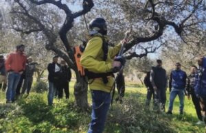 A Corato corsi Base e Avanzato di potatura e gestione dell’Olivo con la tecnica del Vaso Policonico tenuto dalla Scuola Potatura Olivo- Impresa Sociale
