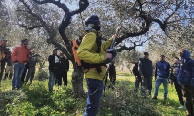 A Corato corsi Base e Avanzato di potatura e gestione dell’Olivo con la tecnica del Vaso Policonico tenuto dalla Scuola Potatura Olivo- Impresa Sociale