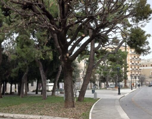 Rigenerazione del verde urbano in piazza Vittorio Emanuele a Corato