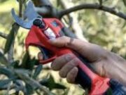 Corso dí potatura a Corato