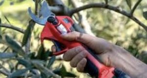 Corso dí potatura a Corato