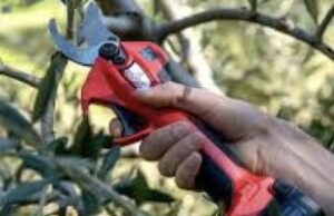 Corso dí potatura a Corato