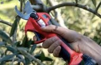 Corso dí potatura a Corato