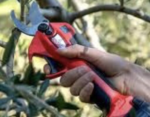 Corso dí potatura a Corato