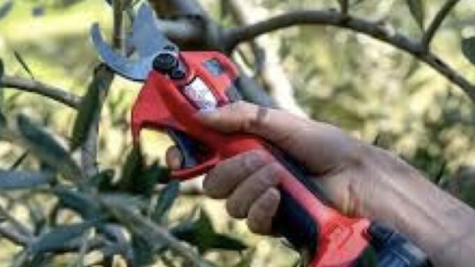 Corso dí potatura a Corato