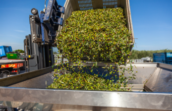 Olio, Unapol lancia l’allarme: “Il settore rischia il collasso economico, servono sostegni immediati”