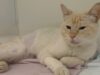 Panzerottata di beneficenza a Ruvo di Puglia per raccogliere fondi destinati all’operazione del gattino Ettore