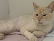 Panzerottata di beneficenza a Ruvo di Puglia per raccogliere fondi destinati all’operazione del gattino Ettore