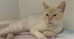 Panzerottata di beneficenza a Ruvo di Puglia per raccogliere fondi destinati all’operazione del gattino Ettore