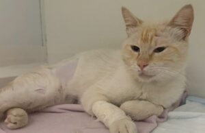 Panzerottata di beneficenza a Ruvo di Puglia per raccogliere fondi destinati all’operazione del gattino Ettore
