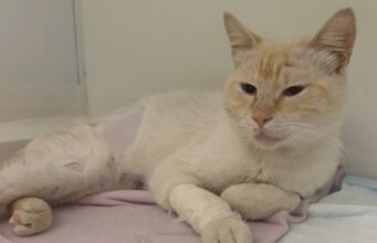 Panzerottata di beneficenza a Ruvo di Puglia per raccogliere fondi destinati all’operazione del gattino Ettore