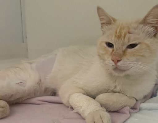 Panzerottata di beneficenza a Ruvo di Puglia per raccogliere fondi destinati all’operazione del gattino Ettore
