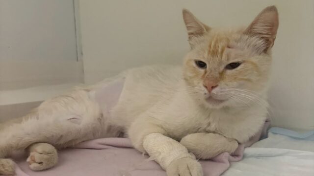 Panzerottata di beneficenza a Ruvo di Puglia per raccogliere fondi destinati all’operazione del gattino Ettore