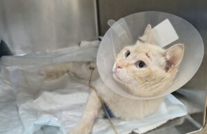 Appello: gatto investito a Corato rischia la soppressione, si cerca il proprietario