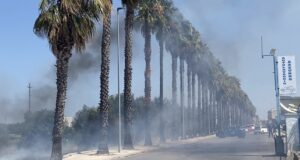 Corato, incendio in un campo in via Andria: fiamme anche su una palma