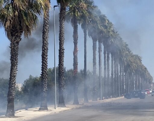 Corato, incendio in un campo in via Andria: fiamme anche su una palma