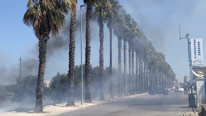 Corato, incendio in un campo in via Andria: fiamme anche su una palma