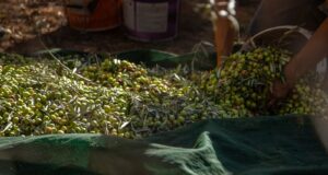 Olio, Loiodice: «Bene i controlli, ora servono aiuti alle imprese e più promozione»