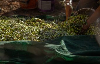 Olio, Loiodice: «Bene i controlli, ora servono aiuti alle imprese e più promozione»