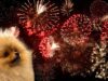 San Cataldo, fuochi “low sound”: una novità, ma sono davvero meno impattanti per gli animali? San Cataldo, fuochi “low sound”: una novità, ma sono davvero meno impattanti per gli animali?