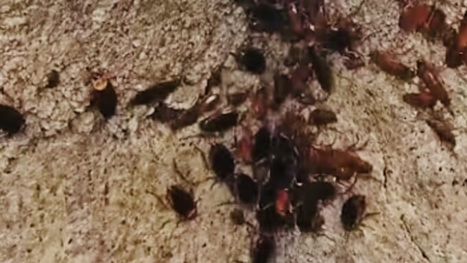 Infestazione da blatte, Acquedotto Pugliese lancia un servizio di segnalazione online