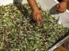 Olio: Unapol chiede lo stato di crisi. Loiodice: “Il mercato rischia la paralisi”