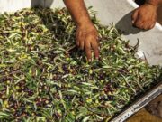 Olio: Unapol chiede lo stato di crisi. Loiodice: “Il mercato rischia la paralisi”