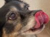 Benedizione degli animali al Sacro Cuore di Corato e microchippatura gratuita: appuntamento il 4 ottobre