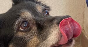 Benedizione degli animali al Sacro Cuore di Corato e microchippatura: appuntamento il 4 ottobre
