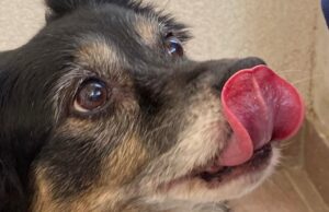 Benedizione degli animali al Sacro Cuore di Corato e microchippatura: appuntamento il 4 ottobre