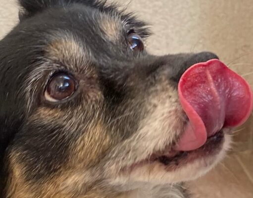 Benedizione degli animali al Sacro Cuore di Corato e microchippatura: appuntamento il 4 ottobre