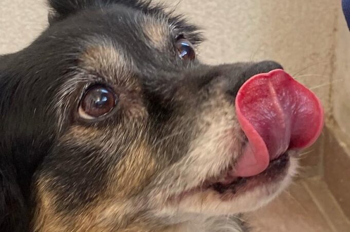 Benedizione degli animali al Sacro Cuore di Corato e microchippatura: appuntamento il 4 ottobre