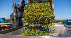 Unapol: prezzi dell’olio troppo bassi, settore in crisi e nuova raccolta a rischio