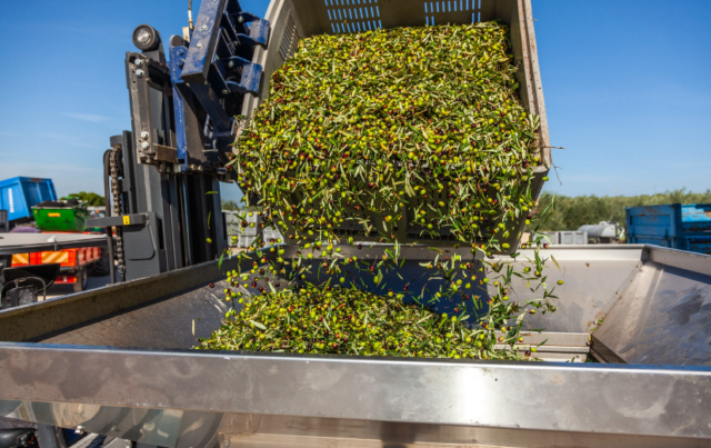 Unapol olive